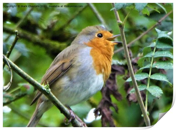 Robin singing Print by Mark Chesters