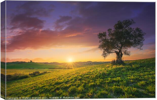 Olive tree at sunset in Maremma, Tuscany Canvas Print by Stefano Orazzini
