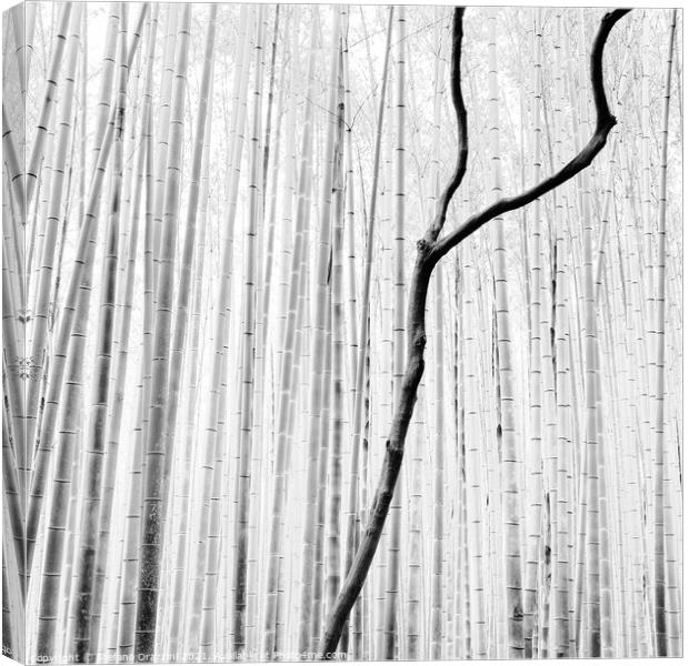 Arashiyama Bamboo Forest (2010) Canvas Print by Stefano Orazzini