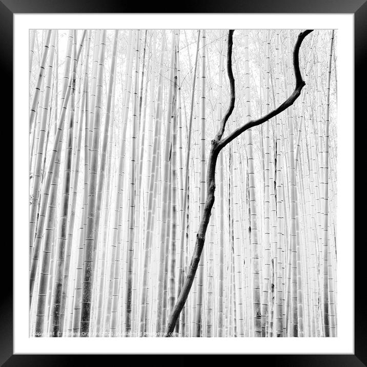 Arashiyama Bamboo Forest (2010) Framed Mounted Print by Stefano Orazzini