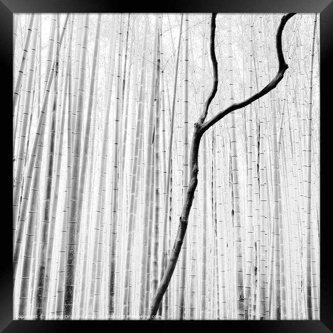 Arashiyama Bamboo Forest (2010) Framed Print by Stefano Orazzini