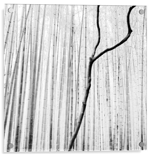 Arashiyama Bamboo Forest (2010) Acrylic by Stefano Orazzini