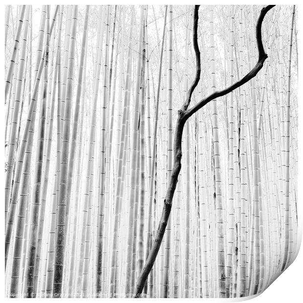 Arashiyama Bamboo Forest (2010) Print by Stefano Orazzini