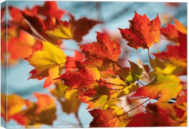 Autumn leaves Yorkshire Canvas Print by Giles Rocholl