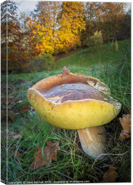 Fungus fungi Boletus Yorkshire Canvas Print by Giles Rocholl