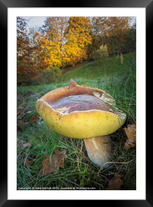 Fungus fungi Boletus Yorkshire Framed Mounted Print by Giles Rocholl