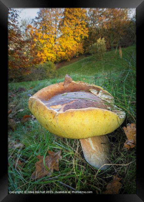 Fungus fungi Boletus Yorkshire Framed Print by Giles Rocholl