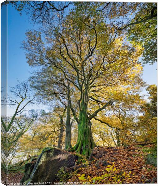 Autumn Beech Tree Yorkshire Canvas Print by Giles Rocholl