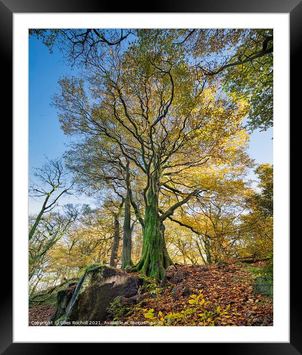 Autumn Beech Tree Yorkshire Framed Mounted Print by Giles Rocholl