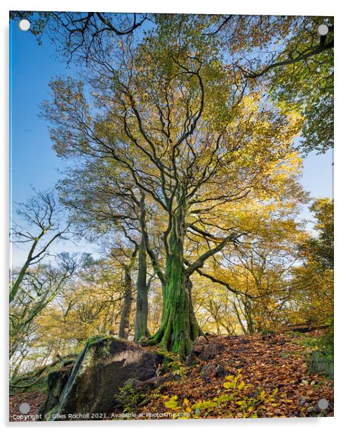 Autumn Beech Tree Yorkshire Acrylic by Giles Rocholl