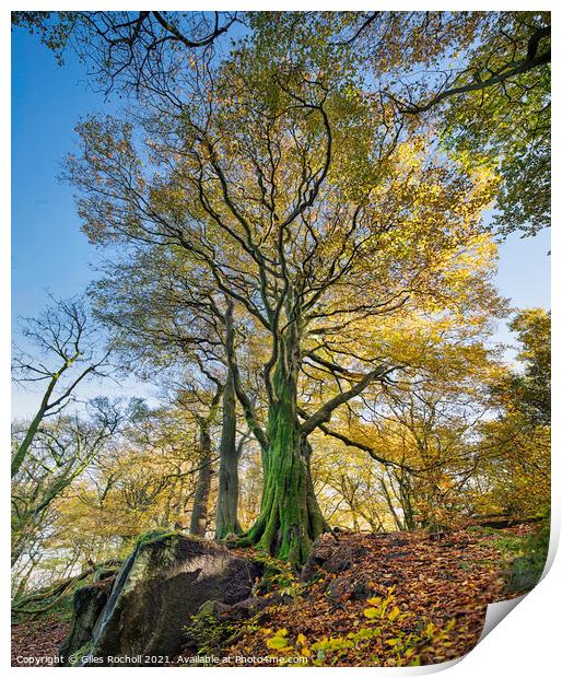 Autumn Beech Tree Yorkshire Print by Giles Rocholl