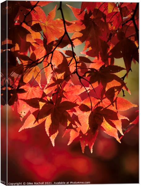 Red Autumn Leaves Yorkshire Canvas Print by Giles Rocholl