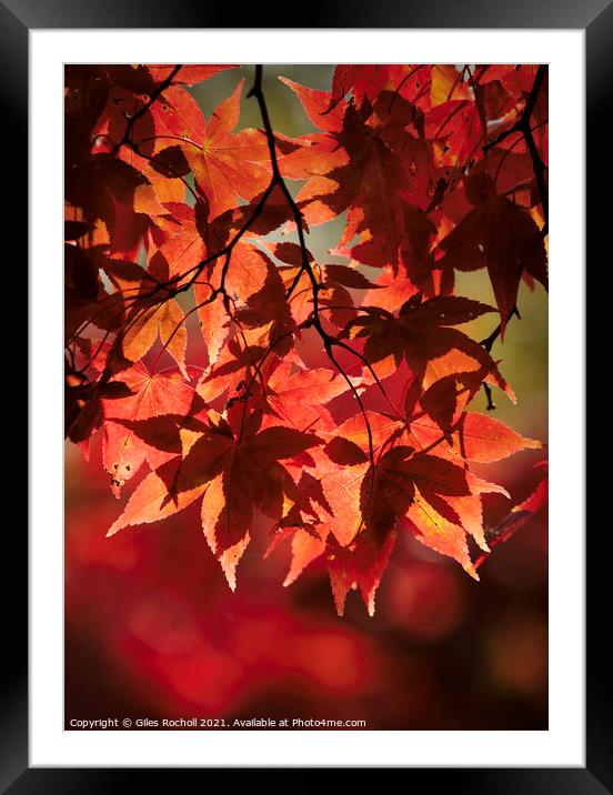 Red Autumn Leaves Yorkshire Framed Mounted Print by Giles Rocholl