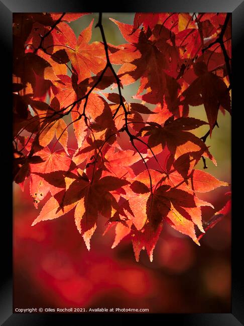 Red Autumn Leaves Yorkshire Framed Print by Giles Rocholl