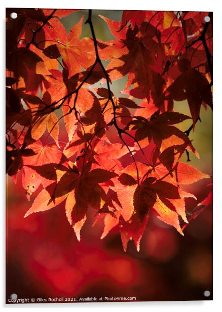 Red Autumn Leaves Yorkshire Acrylic by Giles Rocholl