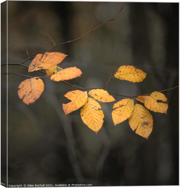 Autumn leaves Yorkshire Canvas Print by Giles Rocholl