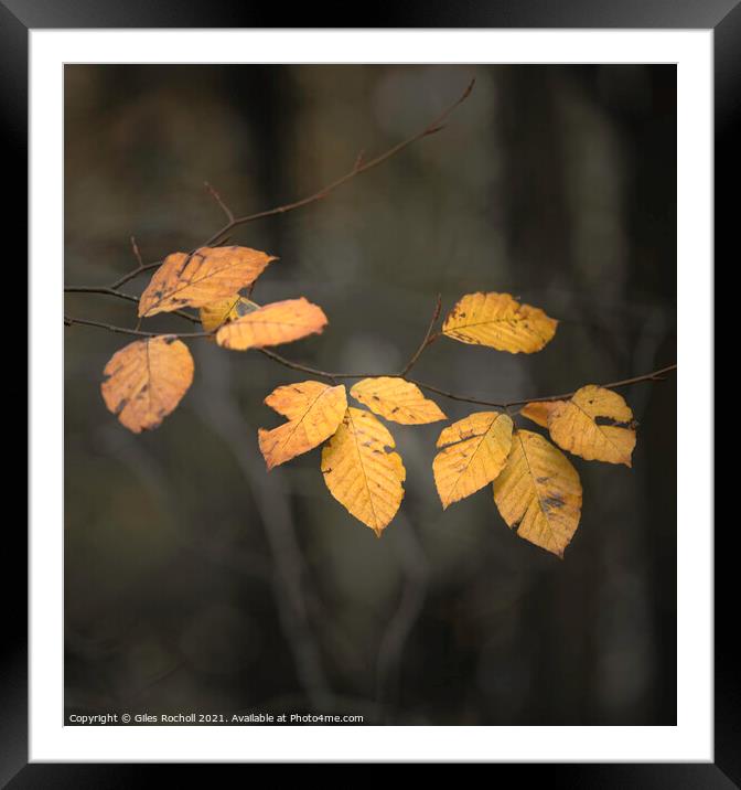 Autumn leaves Yorkshire Framed Mounted Print by Giles Rocholl