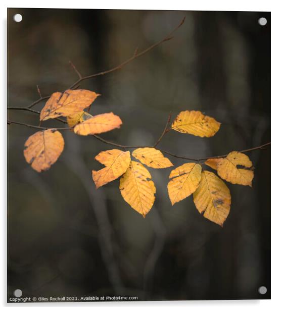 Autumn leaves Yorkshire Acrylic by Giles Rocholl