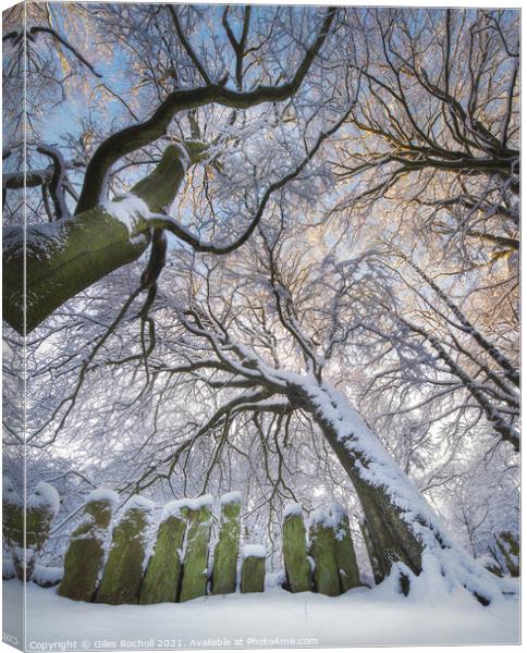 Snow covered trees Yorkshire Canvas Print by Giles Rocholl
