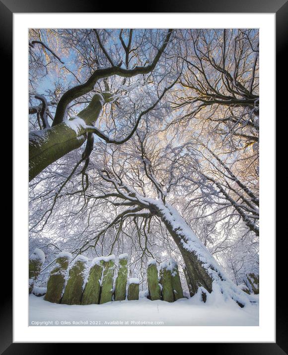 Snow covered trees Yorkshire Framed Mounted Print by Giles Rocholl