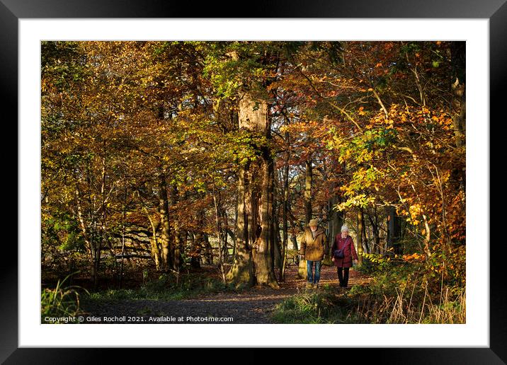 Walking in woods autumn Yorkshire Framed Mounted Print by Giles Rocholl