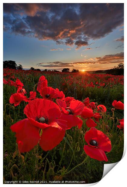Field of poppies Yorkshire Print by Giles Rocholl