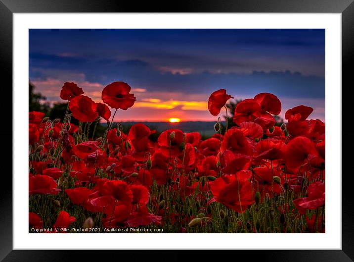 Poppy field Yorkshire Framed Mounted Print by Giles Rocholl