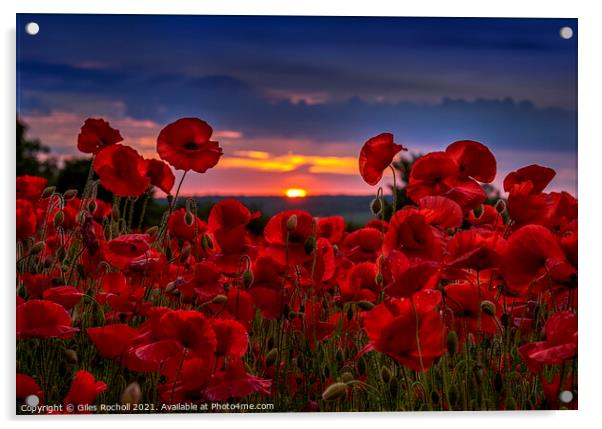 Poppy field Yorkshire Acrylic by Giles Rocholl