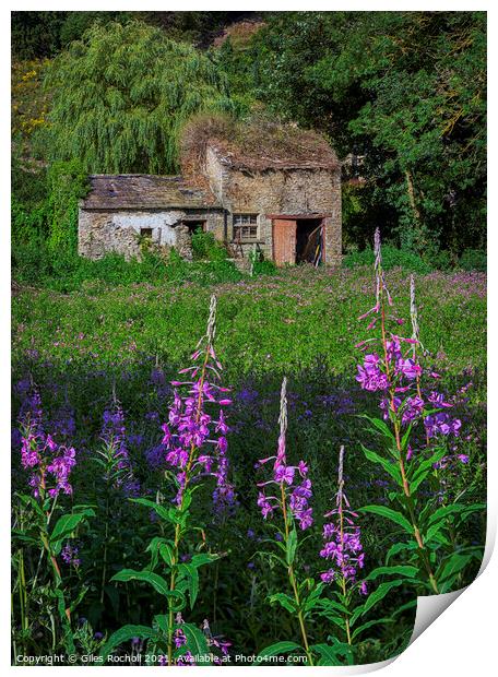 Abandoned house and flowers Yorkshire Print by Giles Rocholl