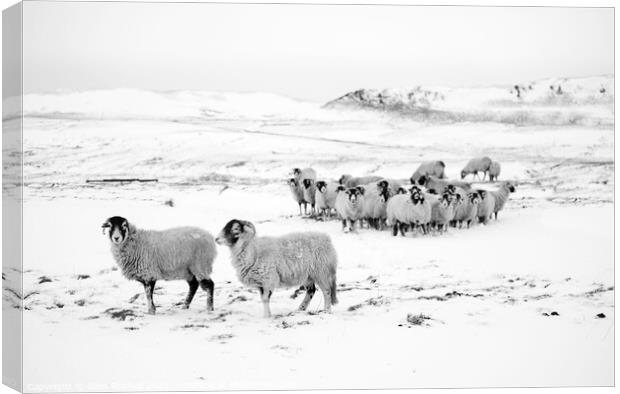 Snow and sheep Yorkshire Canvas Print by Giles Rocholl