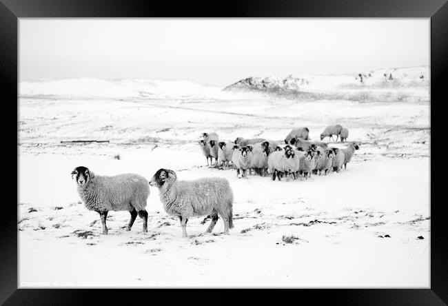 Snow and sheep Yorkshire Framed Print by Giles Rocholl