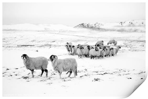 Snow and sheep Yorkshire Print by Giles Rocholl