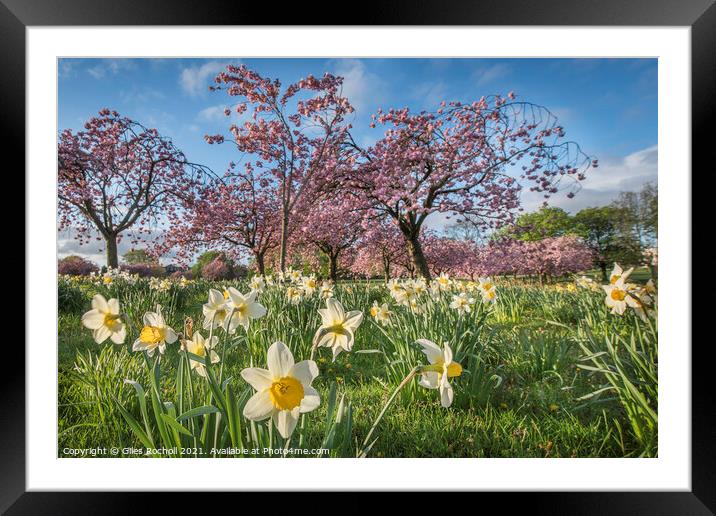 Spring flowers Harrogate Framed Mounted Print by Giles Rocholl