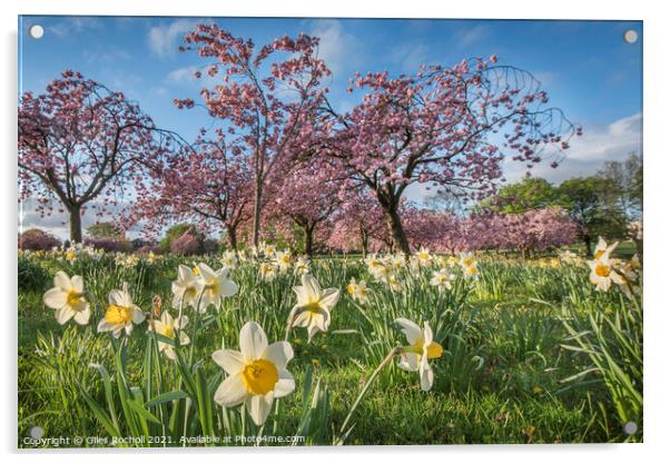 Spring flowers Harrogate Acrylic by Giles Rocholl