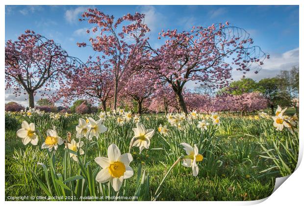 Spring flowers Harrogate Print by Giles Rocholl
