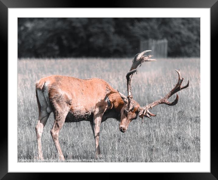 A large stagg standing on top of a grass covered field Framed Mounted Print by andrew copley