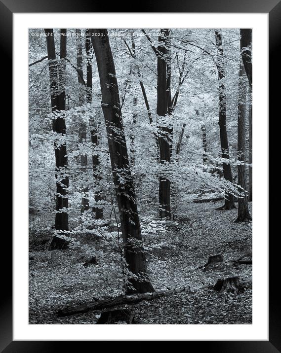 Beech Trees in Woodland Black and White Framed Mounted Print by Pearl Bucknall