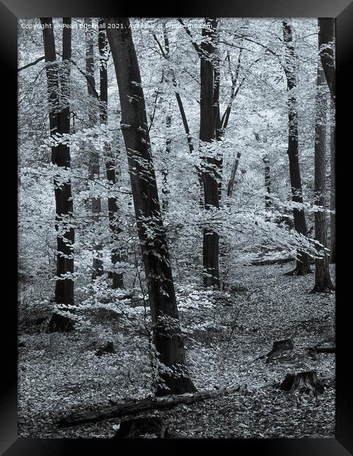 Beech Trees in Woodland Black and White Framed Print by Pearl Bucknall