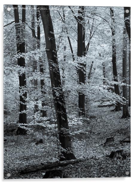Beech Trees in Woodland Black and White Acrylic by Pearl Bucknall