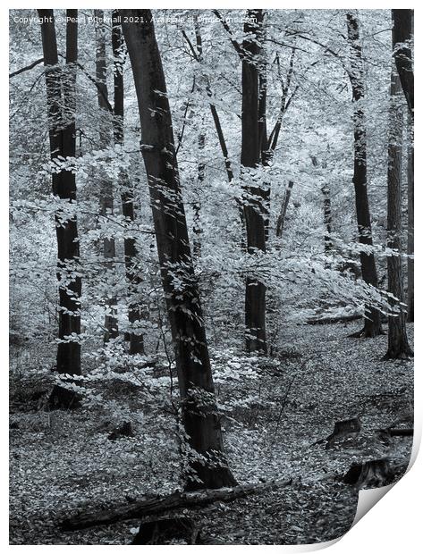 Beech Trees in Woodland Black and White Print by Pearl Bucknall