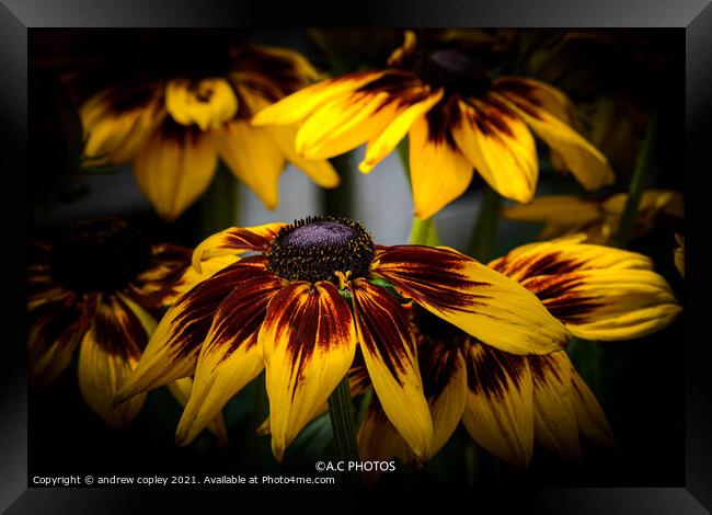 The yellow flowers Framed Print by andrew copley