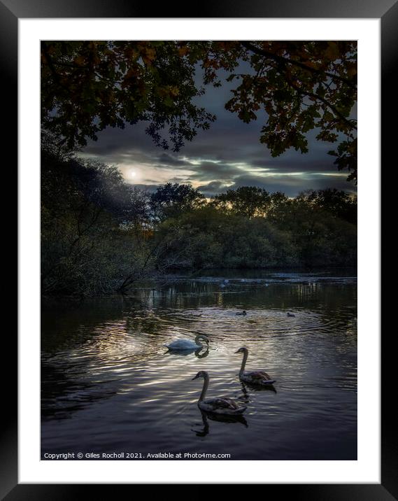 Swans Golden Acre Park Yorkshire Framed Mounted Print by Giles Rocholl