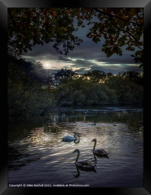 Swans Golden Acre Park Yorkshire Framed Print by Giles Rocholl