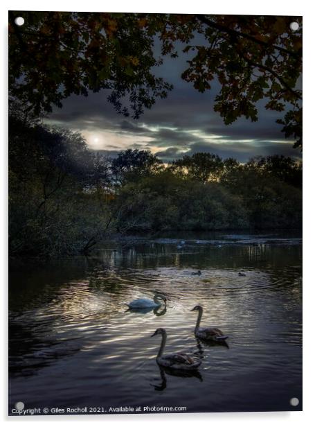 Swans Golden Acre Park Yorkshire Acrylic by Giles Rocholl