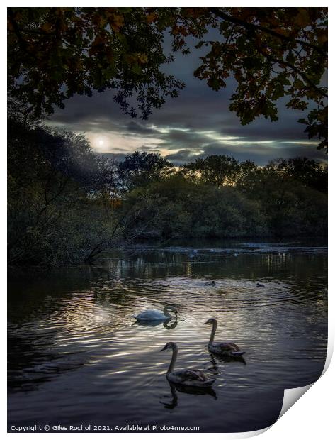 Swans Golden Acre Park Yorkshire Print by Giles Rocholl