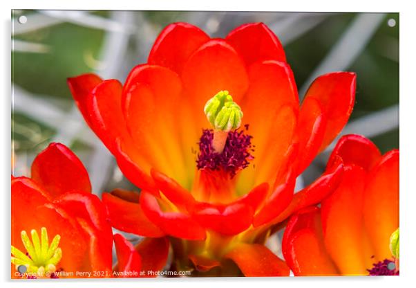 Red Orange Flowers Claret Cup Cactus  Acrylic by William Perry