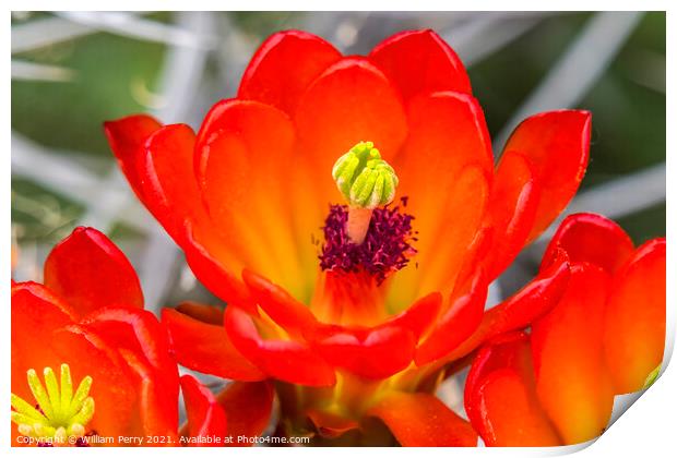 Red Orange Flowers Claret Cup Cactus  Print by William Perry