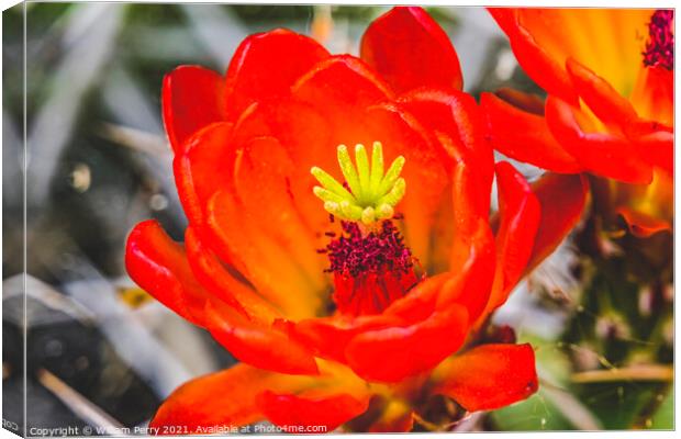 Red Orange Flowers Claret Cup Cactus  Canvas Print by William Perry