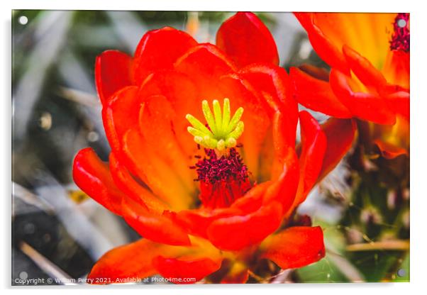 Red Orange Flowers Claret Cup Cactus  Acrylic by William Perry