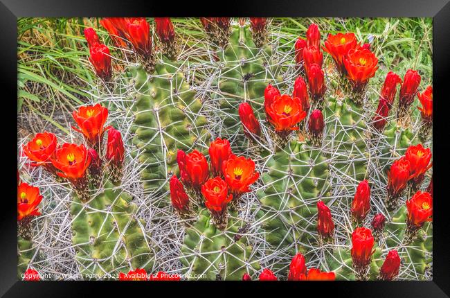 Red Orange Flowers Claret Cup Cactus  Framed Print by William Perry